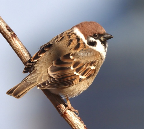 Eurasian Tree Sparrow