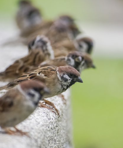 Eurasian Tree Sparrow
