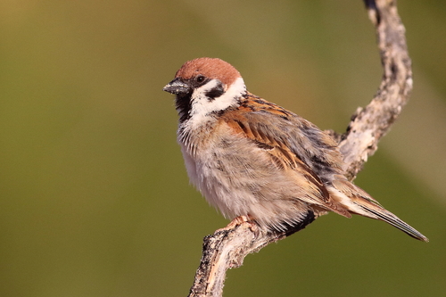 Eurasian Tree Sparrow