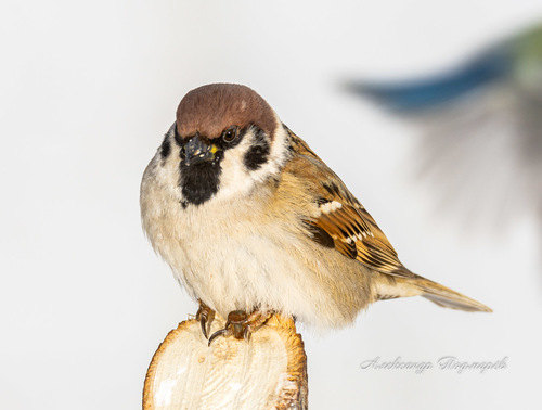 Eurasian Tree Sparrow