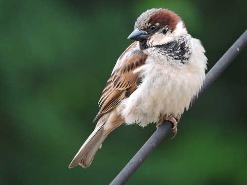 House Sparrow