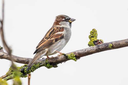 House Sparrow