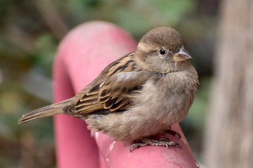 House Sparrow