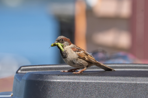 House Sparrow