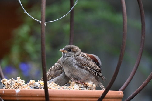 House Sparrow