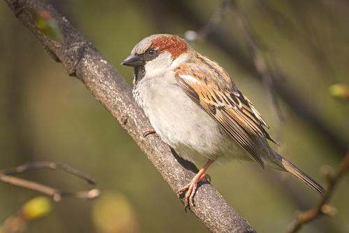 House Sparrow
