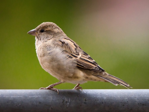 House Sparrow