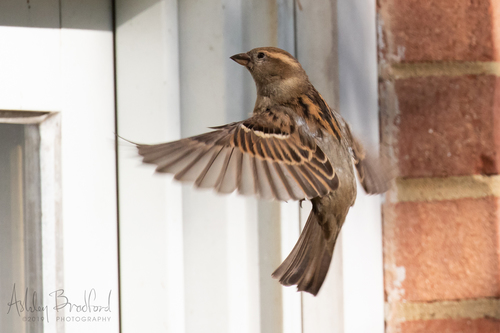 House Sparrow