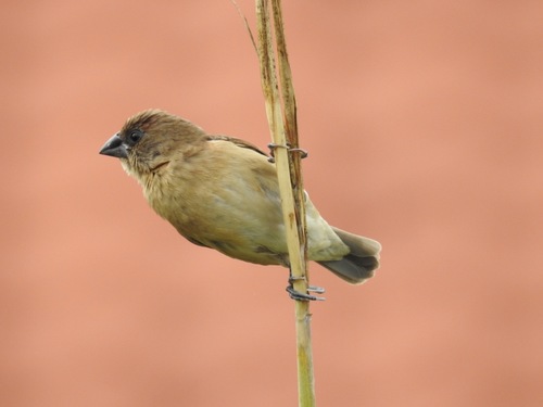 Scaly-breasted Munia