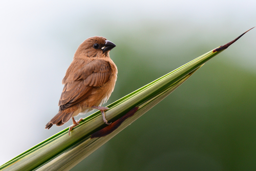 Scaly-breasted Munia