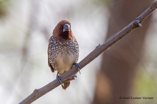 Scaly-breasted Munia