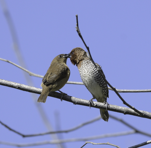 Scaly-breasted Munia