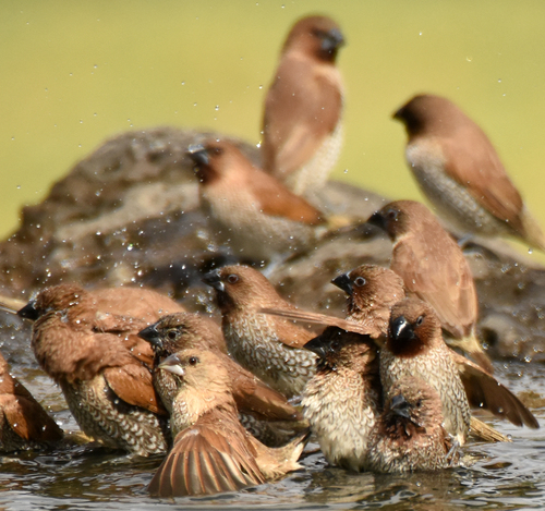 Scaly-breasted Munia