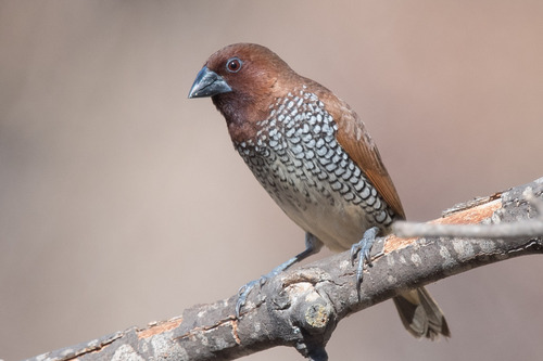 Scaly-breasted Munia