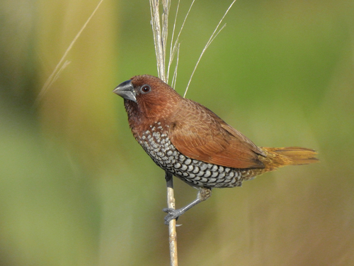 Scaly-breasted Munia