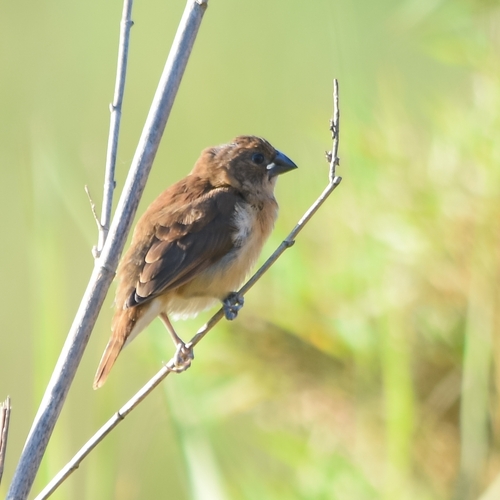 Scaly-breasted Munia