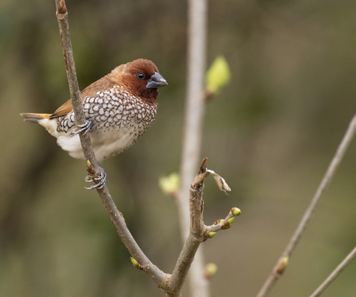 Scaly-breasted Munia