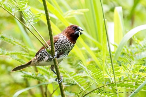 Scaly-breasted Munia