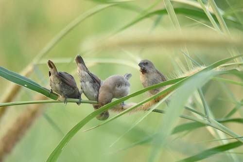 Scaly-breasted Munia