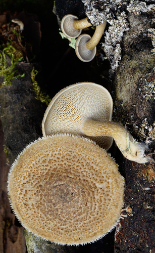 Spring Polypore