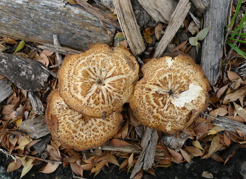 Spring Polypore