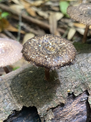 Spring Polypore