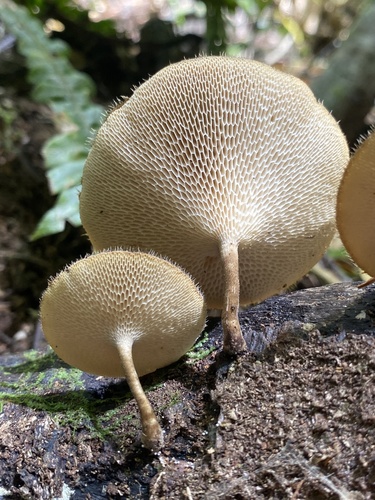 Spring Polypore