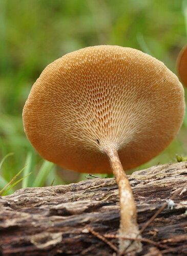Spring Polypore