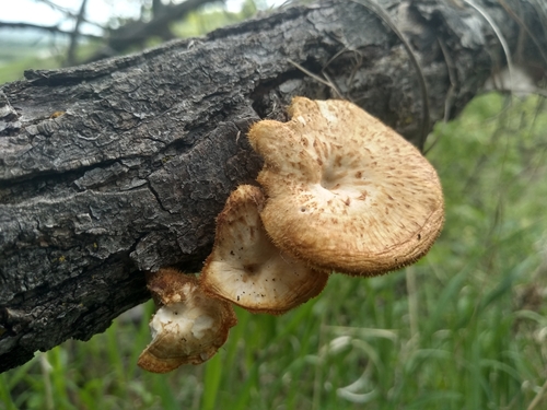 Spring Polypore