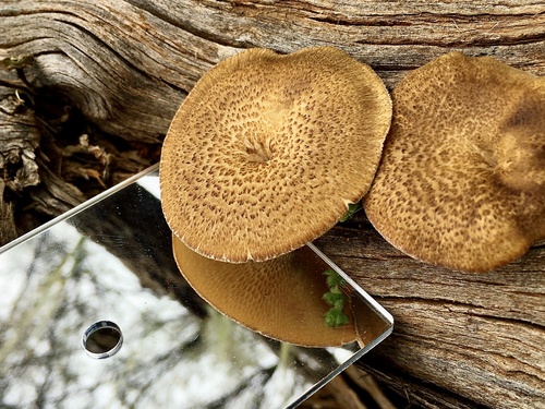 Spring Polypore