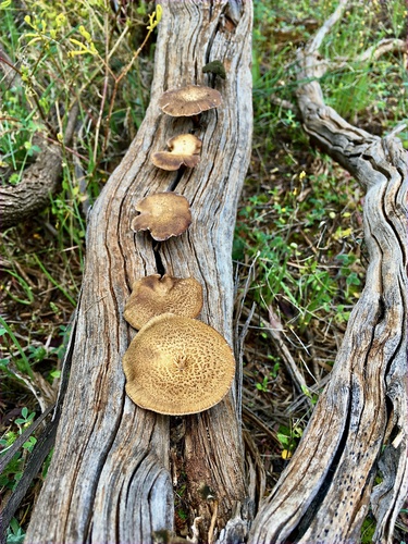 Spring Polypore