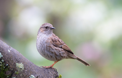 Dunnock