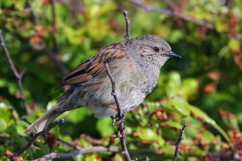 Dunnock