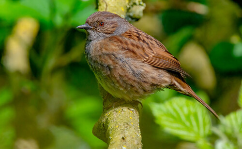 Dunnock