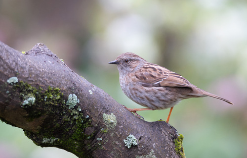 Dunnock