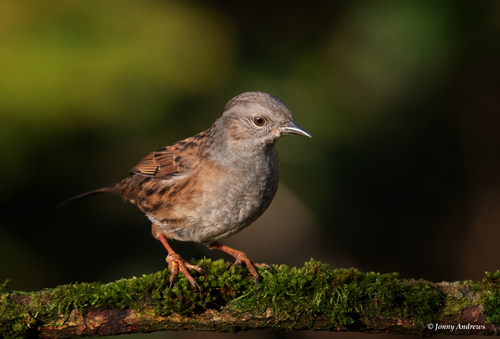 Dunnock