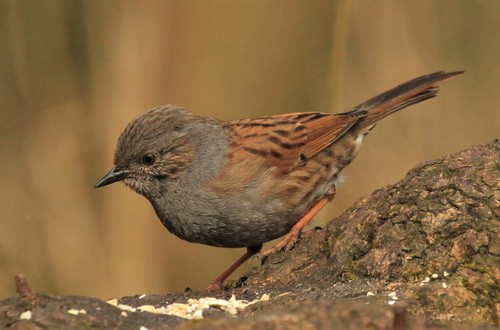 Dunnock
