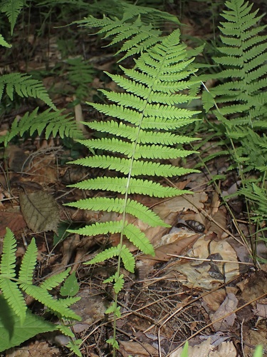 New York fern