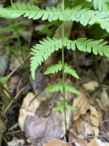 New York fern