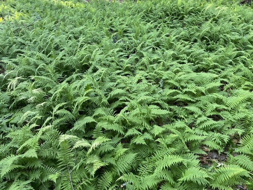 New York fern
