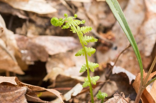 New York fern