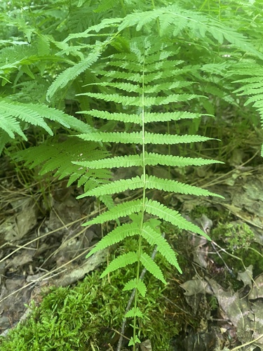 New York fern