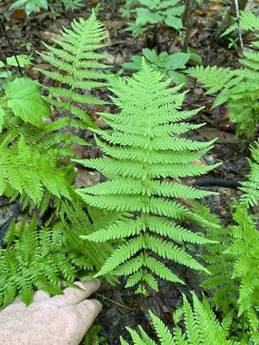New York fern