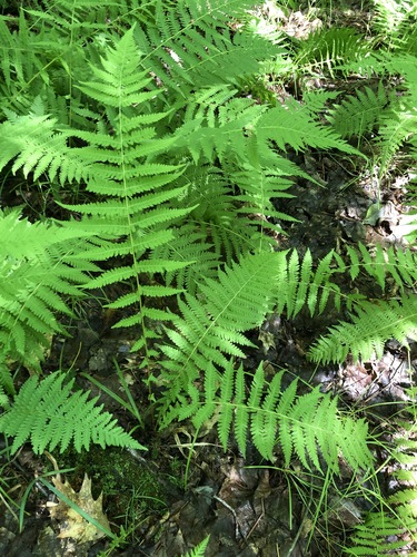 New York fern