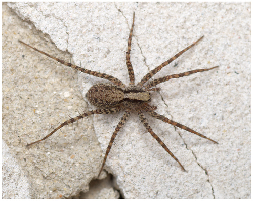 Common Forest Wolf Spider Complex