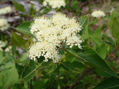 northern wild raisin