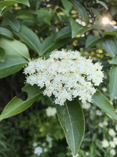 northern wild raisin