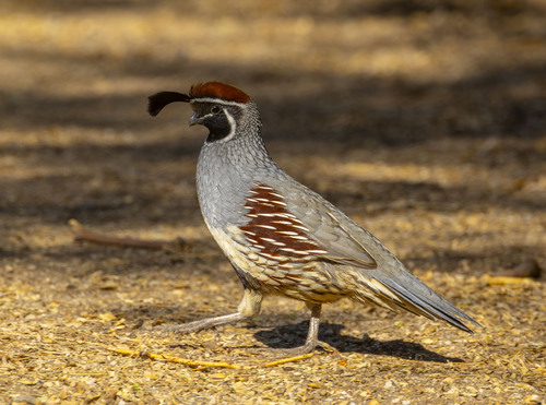 Gambel's Quail