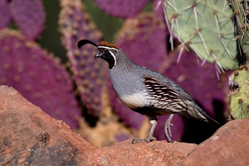Gambel's Quail