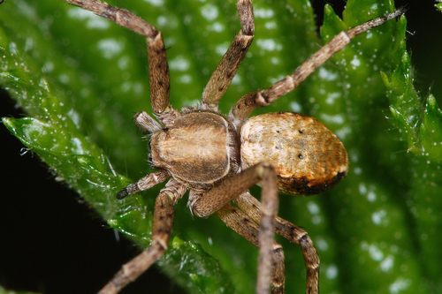 Philodromus aureolus